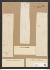 Nitzschia sigma var. intercedens Grun. (de-Toni-Nr.: Genus 47, Species 2099) Zeichnungen Sammlung Grunow Nr. 4184 (NHMW-BOT-W0372079)